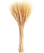 Dried Wheat Stalks 100 Stems Wheat Sheaves for Decorating Wedding Table ... - £19.79 GBP