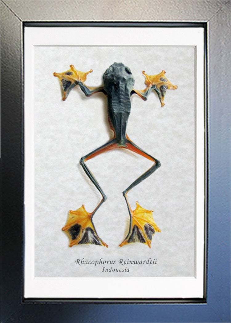 Rhacophorus Reinwardtii Real Flying Frog Framed Taxidermy Collectible Shadowbox - £37.73 GBP