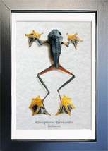 Rhacophorus Reinwardtii Real Flying Frog Framed Taxidermy Collectible Shadowbox - £37.91 GBP