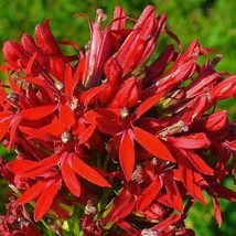 Lobelia Cardinalis Cardinal Flower Queen Victoria 150 Seeds Seeds Fresh Fast Shi - $19.20