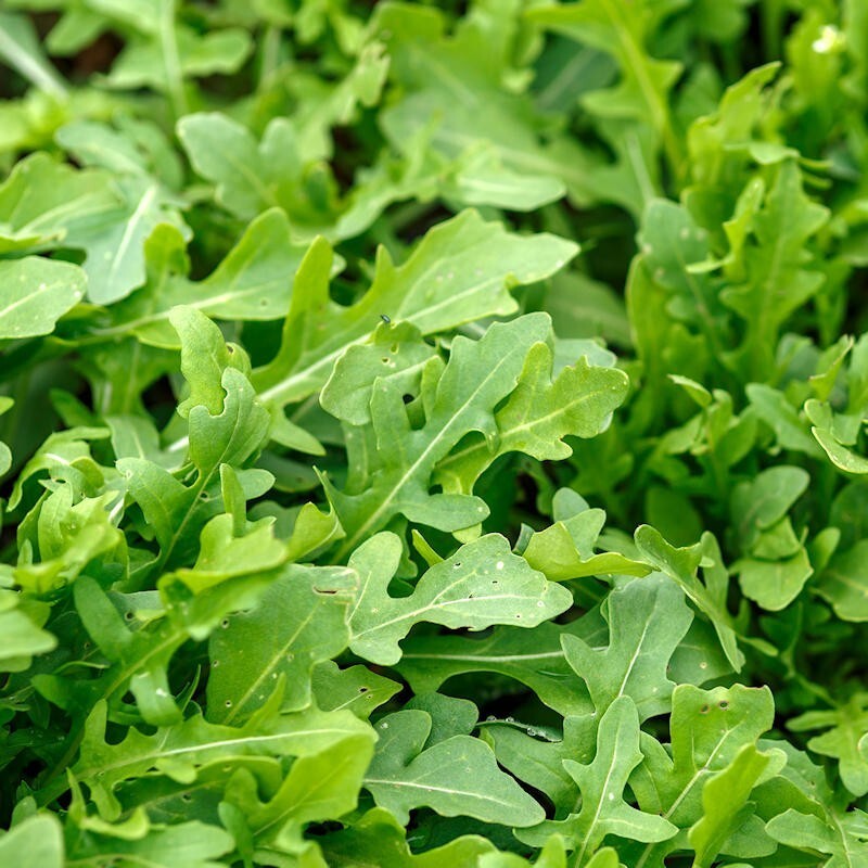 Roquette Arugula 500+ Seeds, Rocket, Colewort, Slow Bolt, NON-GMO, #11 - $1.75