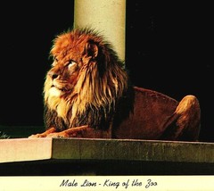 Vtg Chrome Postcard Portland Oregon OR Zoological Gardens Lion King of the Zoo - £2.29 GBP