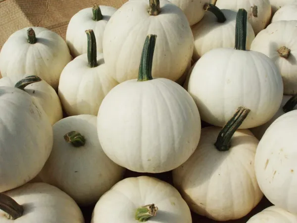 10 Snowball Pumpkin Seeds For Planting 2 Pound White Pumpkins Usa Seller - £14.77 GBP
