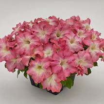 Petunia Success Hd Salmon Morn 50 Pelleted Petunia Seeds Fresh Garden - $16.37