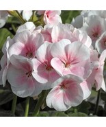 25 SEEDS PINK WHITE GERANIUM FLOWERS EASY TO GROW GARDEN QUICK GARDEN MA... - $8.35