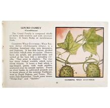 Climbing Wild Cucumber Flower 1932 Color Plate Print Irving Lawson PGBG21A - $11.25