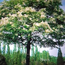 Flowering Ash Tree Seeds Manna Ash Fraxinus Ornus New Fresh Seeds - $17.92