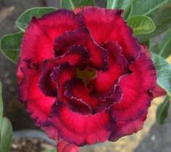 &#39;Great Fortunes&#39; Adenium Desert Rose, 2 Seeds  - £9.56 GBP