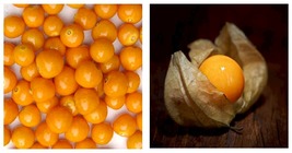 Giant Poha Cape Gooseberry 1000 Seeds Physalis Peruviana Ground Cherry - £15.95 GBP