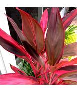 Hawaiian Ti Plant Logs Live Tropcial Ti Plants Red Leaves - 1 Pack 2 log... - £18.77 GBP