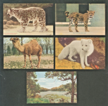 New York City-Zoological Park-Arctic Fox-Jaguar-Camel-Leopard-Lot 5 Cartoline - £9.84 GBP