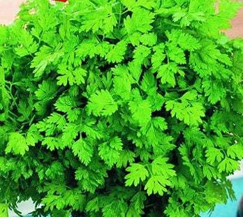 Greek mironi chervil seeds, herb seeds, 50 seeds, code 092 Item image 4
