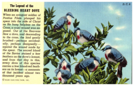 The Legend of the Bleeding Heart Dove Rare Bird Farm Miami Florida Postcard - £5.24 GBP