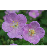 WILD GERANIUM 5 roots - €7,83 EUR