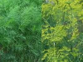 500+ Dill Mammoth Long Island Seeds Anethum Graveolens Herb Spice - £9.48 GBP