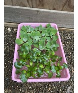 (15) MIX Water Hyacinth Lettuce Koi Pond Floating Plants Algae Medium 2-... - $57.46