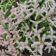 US Seller Free Shipping Sedum Seeds 100 Sedum Seastar Ground Cover Peren... - £11.09 GBP