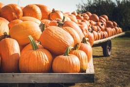 MBK 10 Jack O&#39; Lantern Pumpkin Seeds Seeds Organic Bulk Seeds - $208.73 MXN