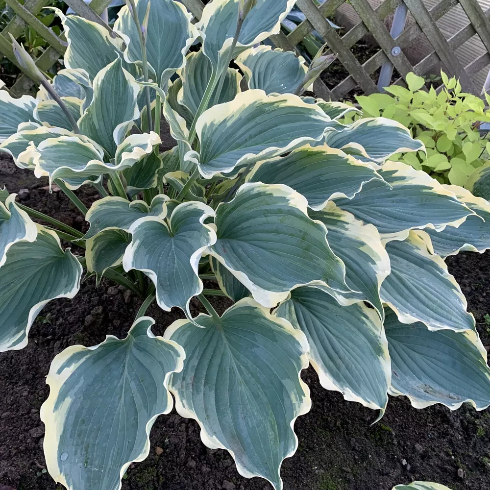 Hosta Hope Springs Eternal Well Rooted 5.25 Inch Pot Perennial - $35.33