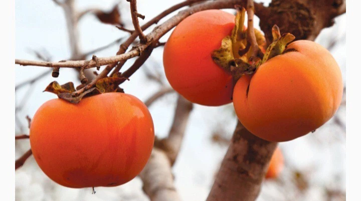 8 PERSIMMON TREE SEEDS Diospyros Virginiana SUGAR PLUM Fruit Wildlife At... - $11.05