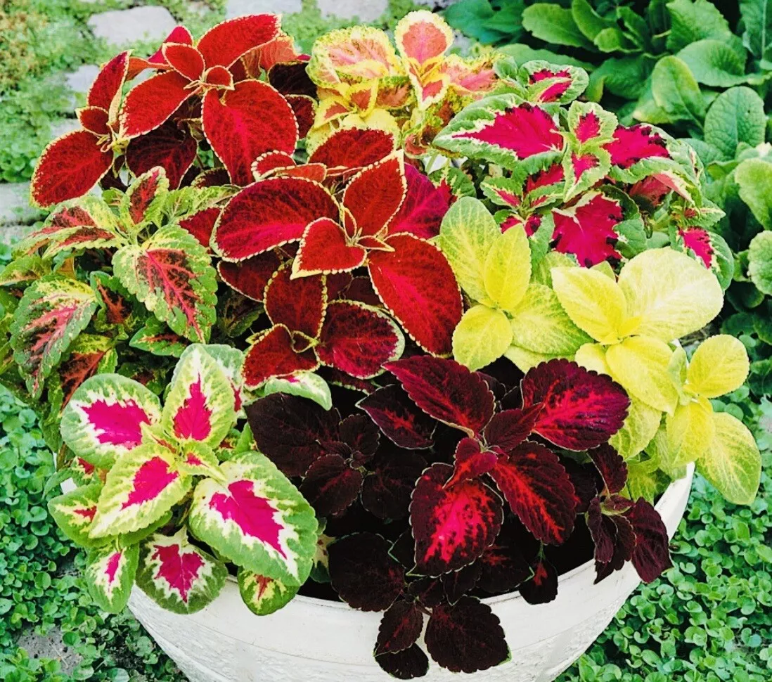 JGBO Coleus Rainbow Mix Flower Seeds Fresh Harvest Seeds Catalog - £6.93 GBP