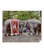 Alabama Crimson Tide Football Team Elephant Mascot Art Print MC1 Choices - $24.99+