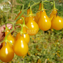 Organic Yellow Pear Cherry Tomato Fruit Beautiful - £5.73 GBP