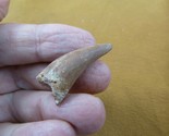 (DF233-1) 1-1/4&quot; Fossil REAL SPINOSAURUS DINOSAUR tooth Jurassic dino fo... - $21.49