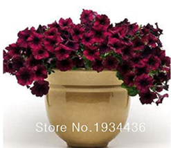 50  pcs/lot Balcony Patio Potted Petunia Outdoor Perennial Blooming Wine Red Flo - £5.18 GBP