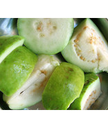 Guava Tropical Fruit Psidium Guajava Tree Edible Guayaba 30 Seeds White ... - $301.58 MXN