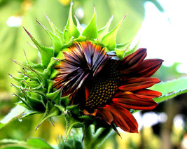 100 Sunflower Seeds Velvet Queen Tall Red &amp; Orange Non-GMO Heirloom - £7.70 GBP