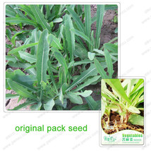 30 Seeds Wild/Opium Lettuce Seeds Bitter Lettuce Lactuca Virosa - $30.00