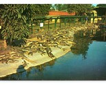 Tropical Caiman California Alligator Park Buena Park CA UNP Chrome Postc... - £3.85 GBP