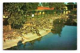 Tropical Caiman California Alligator Park Buena Park CA UNP Chrome Postcard M16 - £3.85 GBP