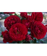 Bordaux rose seeds - 20 seeds - code 605 - $110.24 MXN Bordaux rose seeds - 20 seeds - code 605 - $110.24 MXN