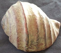 Cute Molded Plaster Seashell Figurine - Realistic Look - Vgc - Great For Decor - £7.90 GBP