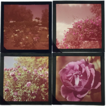 4 Diff 1950s Pink Roses Flowers Gardens Glass Plate Photo Slide Magic Lantern - £14.76 GBP
