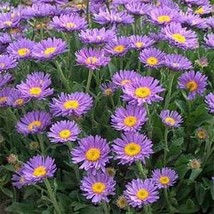 SKMO Aster Alpinus Single Blue 50 Seeds - $8.69