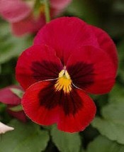 50 Pcs Red Brown Pansy Viola Flower Seeds #MNSB - £11.78 GBP