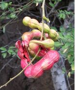 Manila Tamarind 10 Seeds Pithecellobium dulce - $303.39 MXN