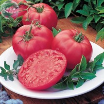 Tomato Seeds Moneymaker Heirloom Vegetable Non-Gmo Garden USA SELLER - £4.88 GBP