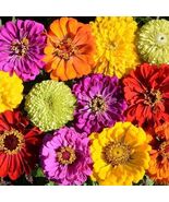 Zinnias Confetti Mixed Colors 200 Seeds  - $6.16