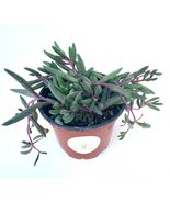 Succulents String of Pickles Othonna Capensis - £35.01 GBP