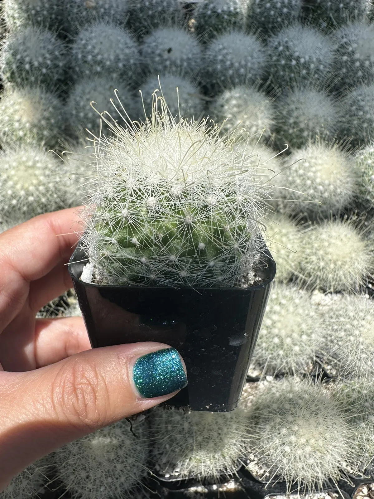 Primary image for Mammillaria hahniana Cactiandexotica Old Lady Cactus