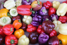 120 Rainbow Bell Pepper Seed Mix 7 Colorful Bell Pepper Varieties Garden Beautif - $5.76