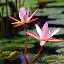 Middle Pink FUYANG Water Lily Pond Flower Seed, 1 Professional Pack, 1 seed / pa - £6.90 GBP