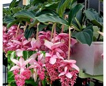 Magnifica Medinilla Royal CHANDALIER Plant RARE Live Well Rooted STARTER... - $64.93