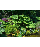 10 GUNNERA MANICATA 6&#39; Leaves! Giant Rhubarb Dinosaur Plant Moist Shade ... - $9.60