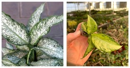 LIVE PLANT Dieffenbachia Tiki Starter Plant Houseplant - £26.63 GBP