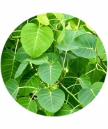 Peepal Leaf Powder Leaf Ficus religiosa Sacred fig - $25.71 CAD+